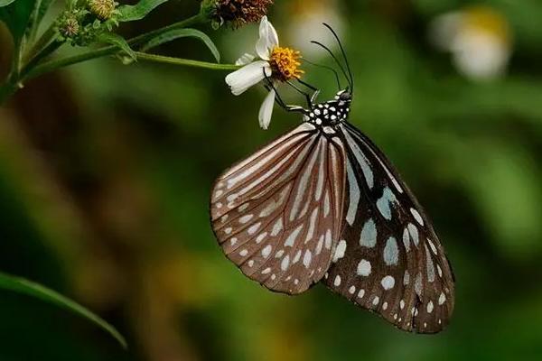 蝴蝶有什么习性，喜欢巢居或结网群栖