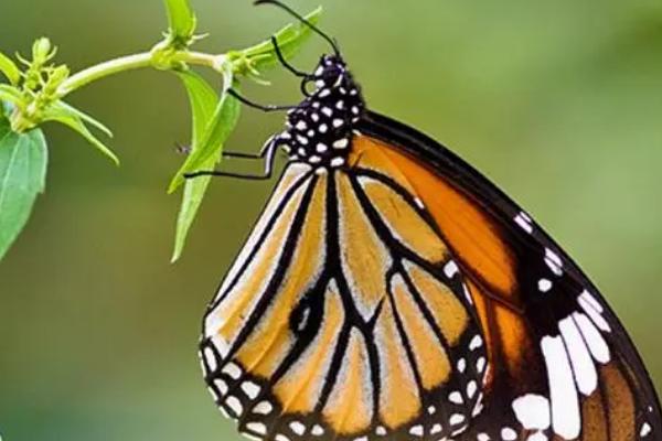 蝴蝶有什么习性，喜欢巢居或结网群栖