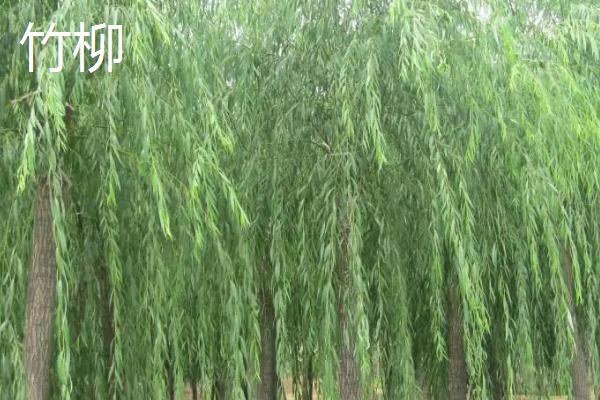 柳树的拼音，读音是liǔ shù