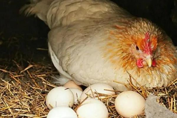 鸡的品种分类及特点，蛋鸡和肉鸡的品种不同