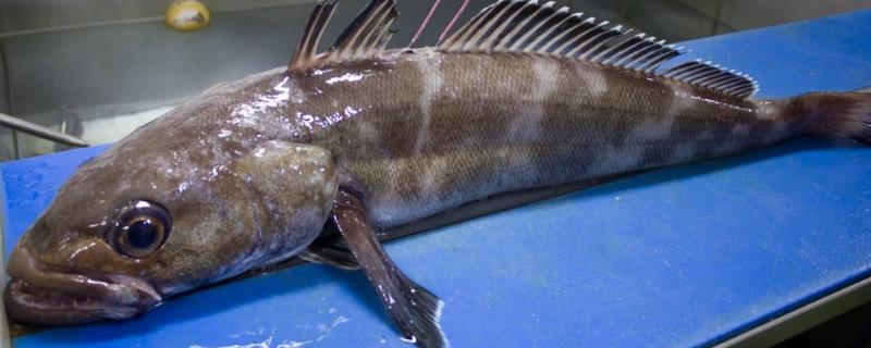 南极犬牙鱼是不是银鳕鱼，二者是完全不同的鱼类