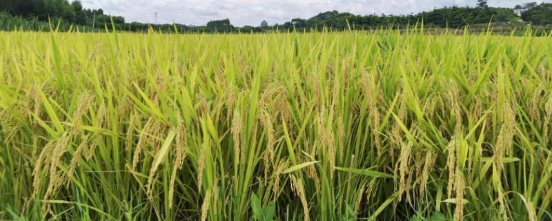 提高水稻品质的种植方式，选择优质稻品种是关键