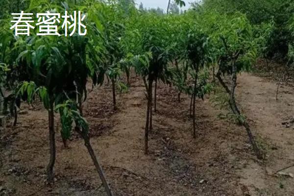 哪些桃树苗能在南方地区种植，主要包括甘奴桃、春蜜桃等类型