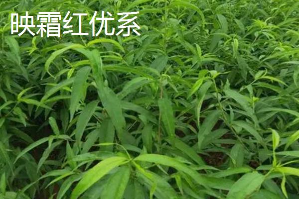 哪些桃树苗能在南方地区种植，主要包括甘奴桃、春蜜桃等类型