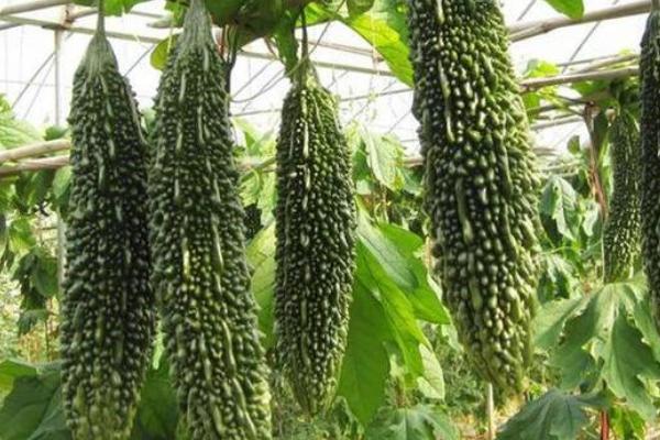 什么是黑苦瓜，是从台湾省引进的苦瓜品种