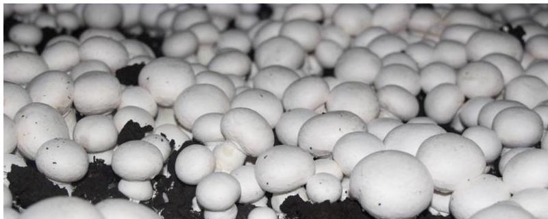 冬天可以种植双孢菇吗，要做好通风和施肥工作