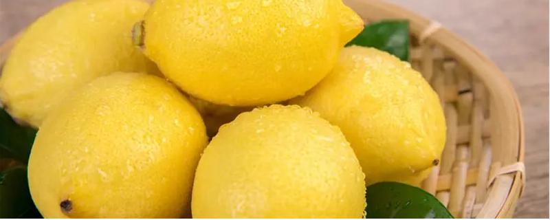 柠檬和香橼的区别，叶片和果实都有明显的不同