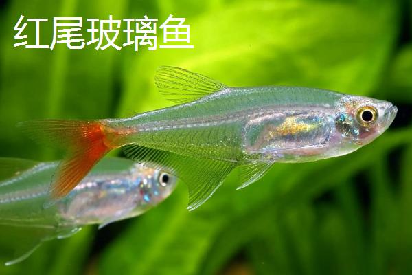 小型观赏鱼品种，包括中国斗鱼、虎皮鱼、红绿灯鱼等种类