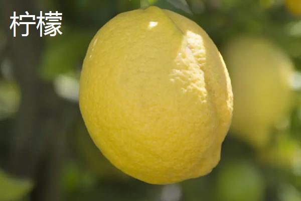柠檬和香橼的区别，叶片和果实都有明显的不同