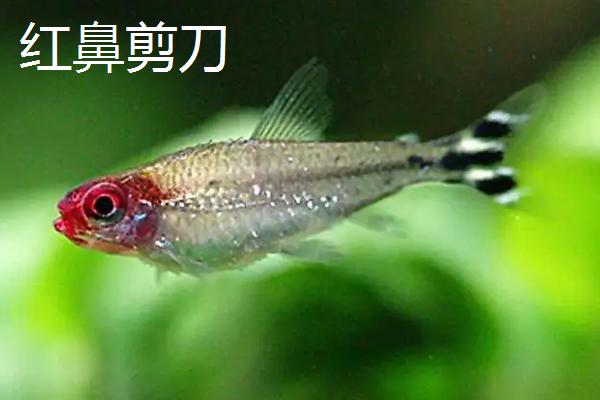 小型观赏鱼品种，包括中国斗鱼、虎皮鱼、红绿灯鱼等种类