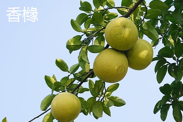 柠檬和香橼的区别，叶片和果实都有明显的不同