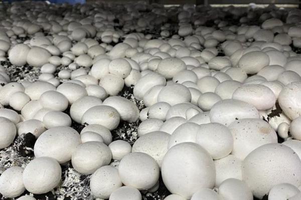 冬天可以种植双孢菇吗，要做好通风和施肥工作