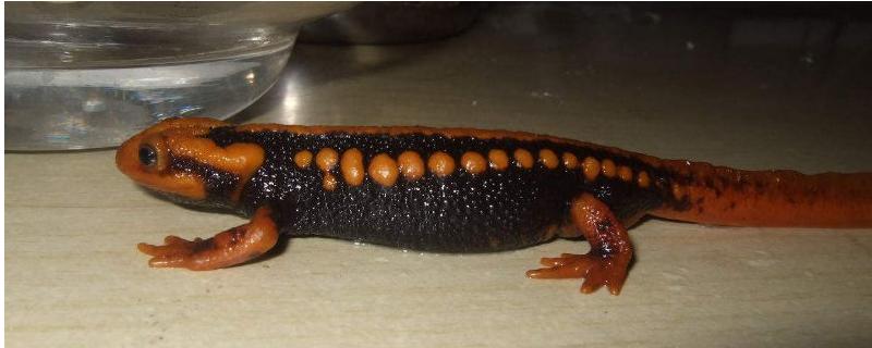 蝾螈的食物，常以蚯蚓、昆虫幼虫为食