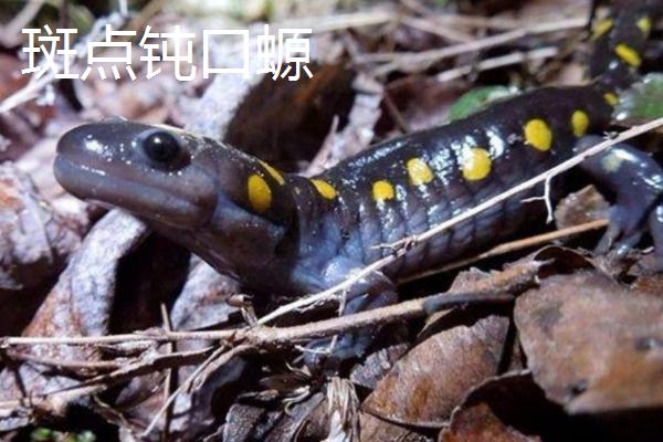 蝾螈的食物，常以蚯蚓、昆虫幼虫为食