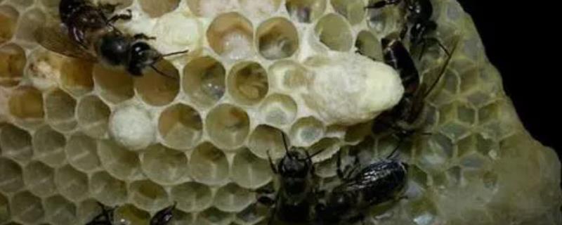蜜蜂割脾育王技术，要人工造成蜂群失王才可正常进行