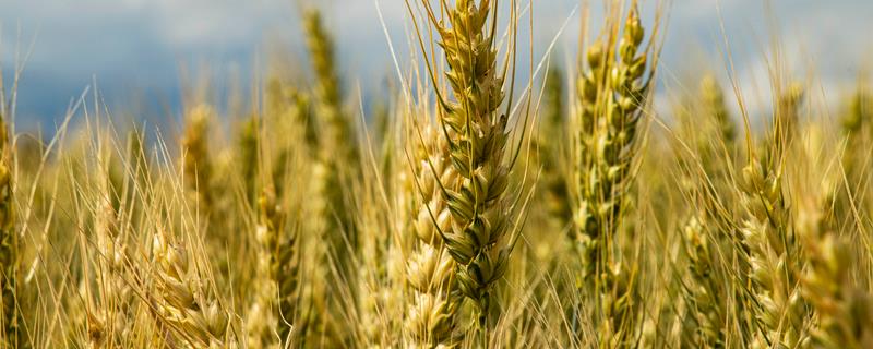 小麦高产品种介绍，不同品种适合不同地区种植