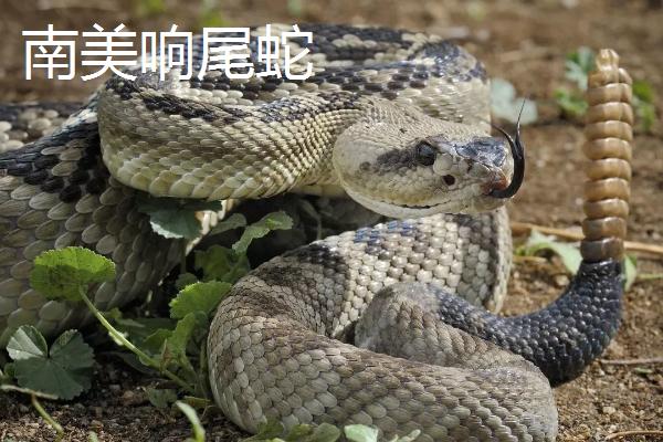 为什么响尾蛇的尾巴可以发出声音，原因是尾巴里面具有环状空泡