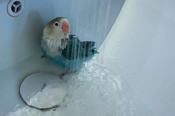 鹦鹉不洗澡是什么情况，可能是洗的方式选择不当