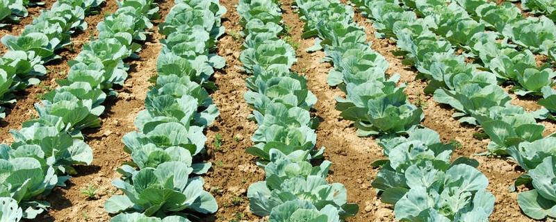 种一亩白菜要多少肥料，施肥量取决于目标产量