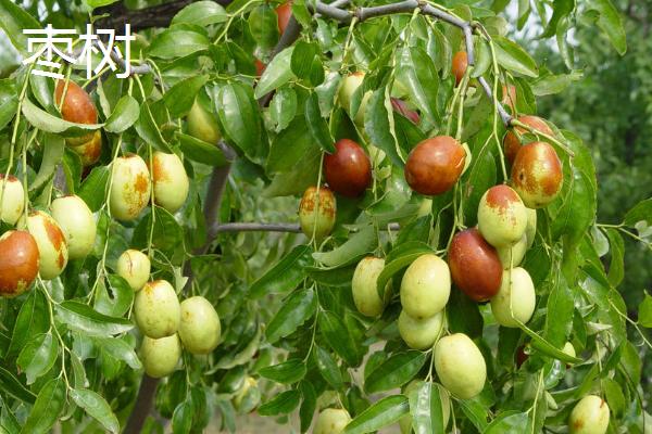 夏季的主要蜜源植物，包括枣树和荆条等品种