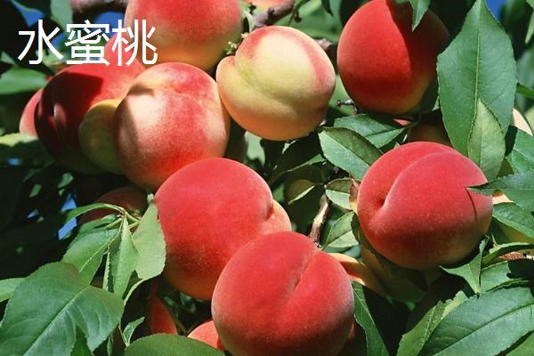 白凤桃的价格，各地价格不一
