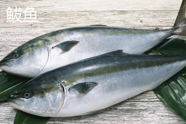 沙丁鱼能不能人工养殖，目前尚无法人工培养