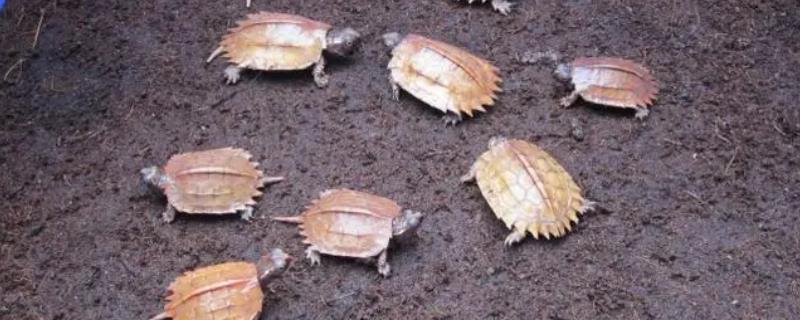 枫叶龟还是锯缘龟比较好养，枫叶龟的饲养难度较大