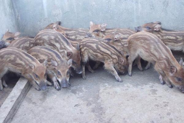 特种野猪养殖方法，特种野猪不完全是野猪