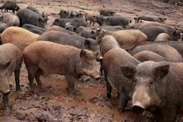 特种野猪养殖方法，特种野猪不完全是野猪
