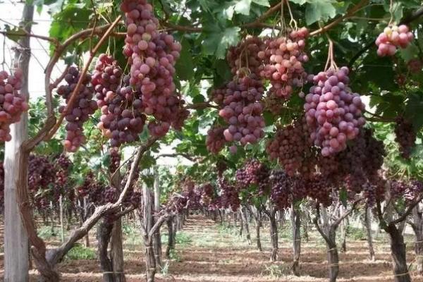 提高巨峰葡萄品质的方法，提供充足水分可促进果实膨大