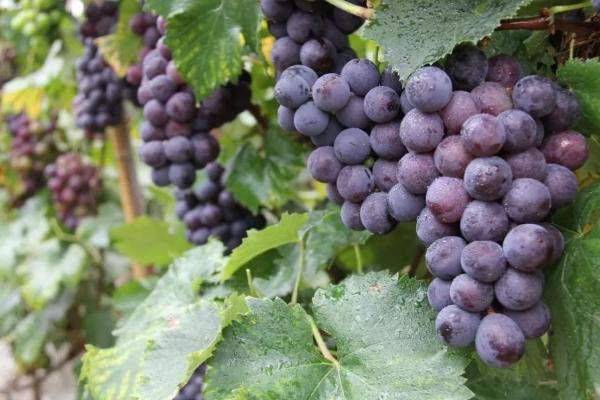 提高巨峰葡萄品质的方法，提供充足水分可促进果实膨大