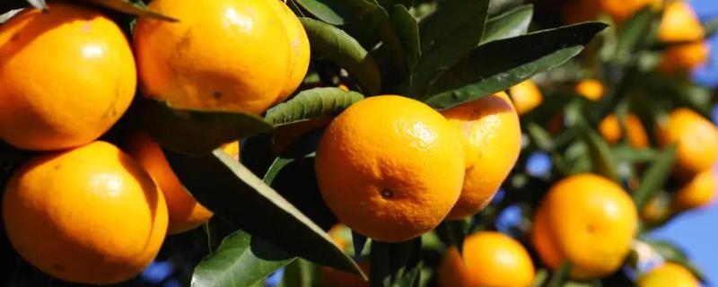 中晚熟柑橘品种，砂糖橘常在12月底上市