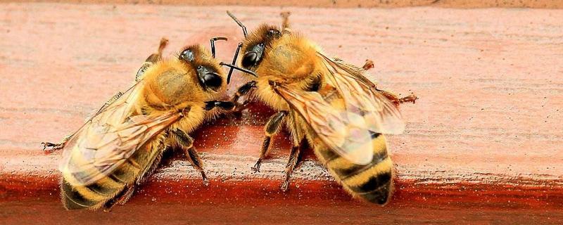工蜂吃蜂王浆会不会变成蜂王，三日龄内是可以的