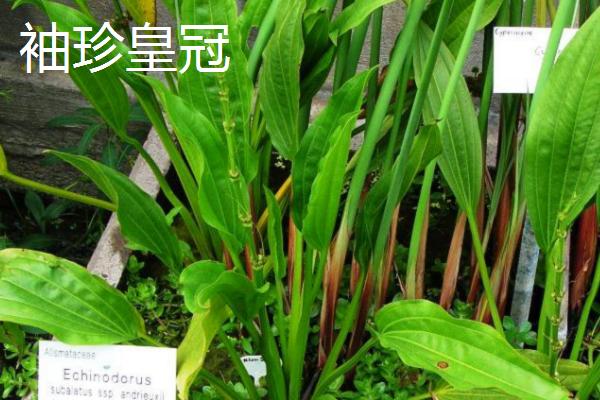 如何避免锦鲤吃睡莲，可栽种卷叶龙须草等水生植物
