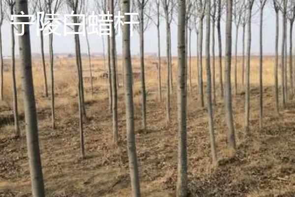 河南省宁陵县的特产，传统特产为金顶谢花酥梨