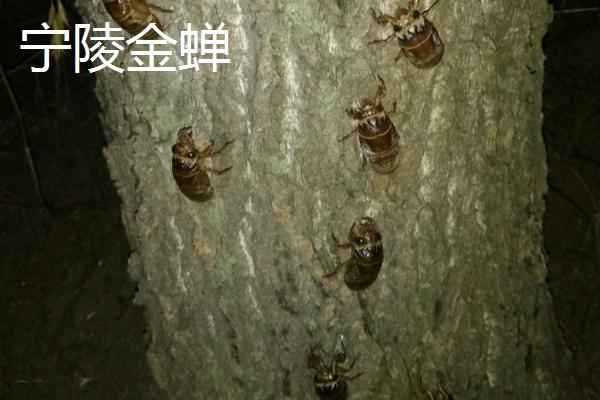 河南省宁陵县的特产，传统特产为金顶谢花酥梨