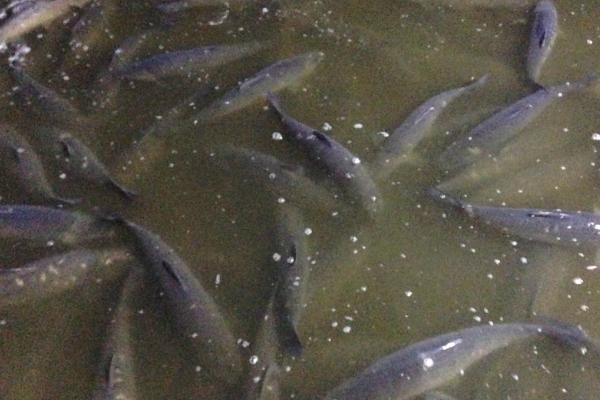 如何在池塘中主养青鱼，鱼苗的投放数量要适当增加