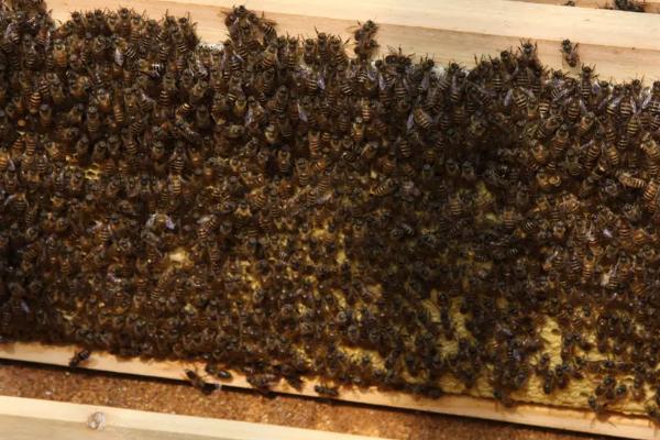 升华硫治蜂螨的新方法，常用方式为手工撒施