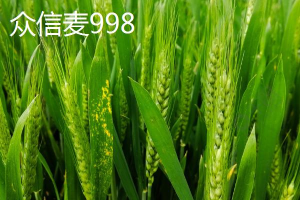 小麦高产品种介绍，不同品种适合不同地区种植