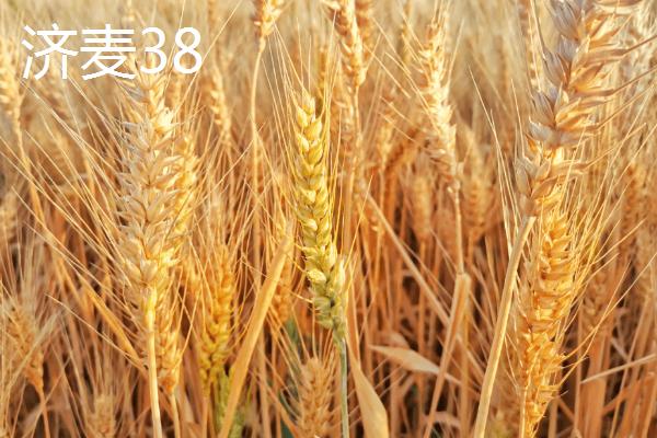 小麦高产品种介绍，不同品种适合不同地区种植