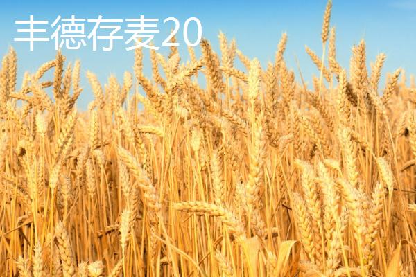 小麦高产品种介绍，不同品种适合不同地区种植