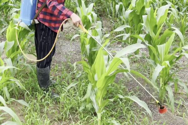 玉米亩种多少棵，一般在4000棵左右