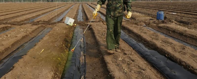 怎么使用西草净，一般可兑水喷雾或混土撒施