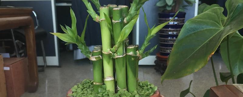 富贵竹种植技术，应置于明亮通风环境中
