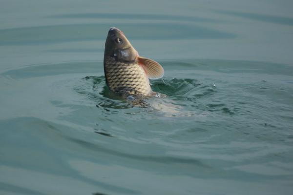 大水面钓鲤鱼如何选饵，使用玉米等素饵的效果较好