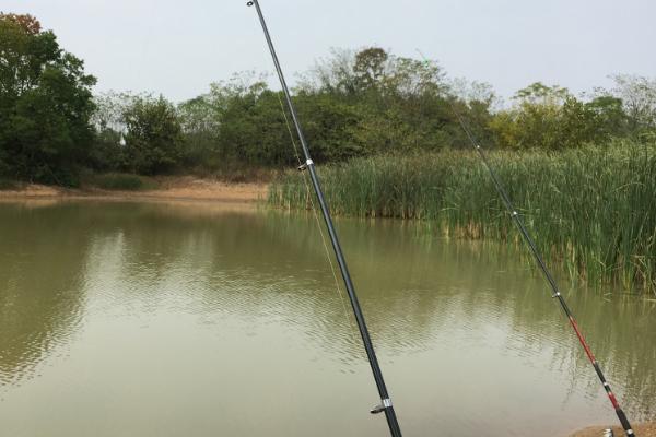 钓鱼新手入门技巧，选择水草区作钓可增加成功率