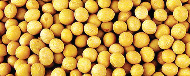 黄豆简介，是著名的经济作物