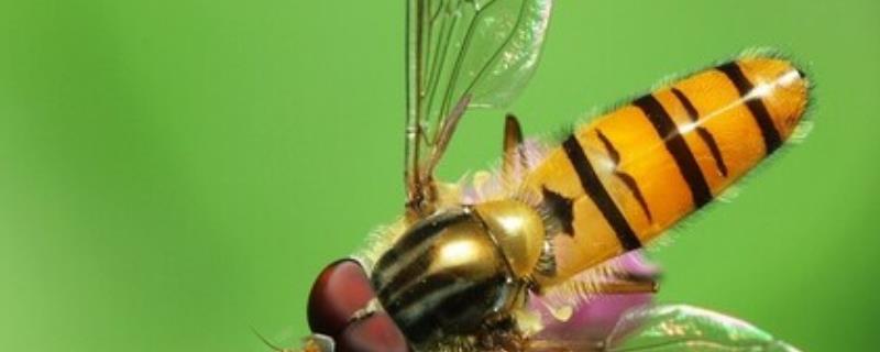 赤眼蜂的作用，可用来防治农业害虫