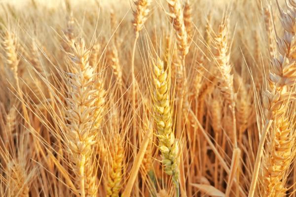 小麦如何控旺，做好肥水控制