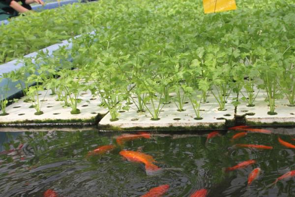 国家扶持的水产养殖业项目有哪些，看这5个